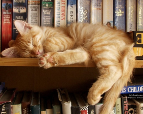biblioteca libri gatti
